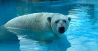 Newest male polar bear at Henry Vilas Zoo getting acclimated to new home