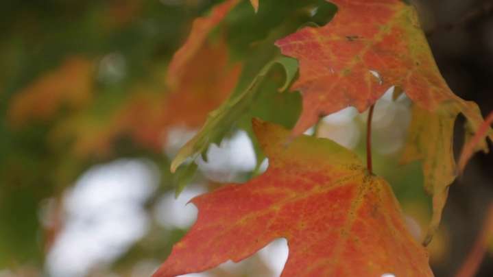Wet leaves pose triple threat to drivers, experts warn