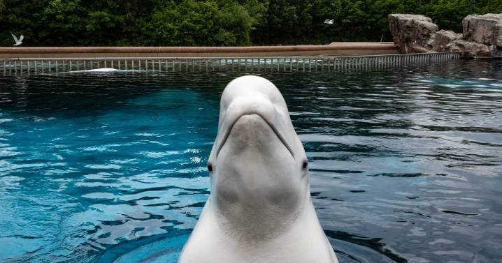 Marine park threatens to kill 30 whales saying 'give us money or the belugas get it'