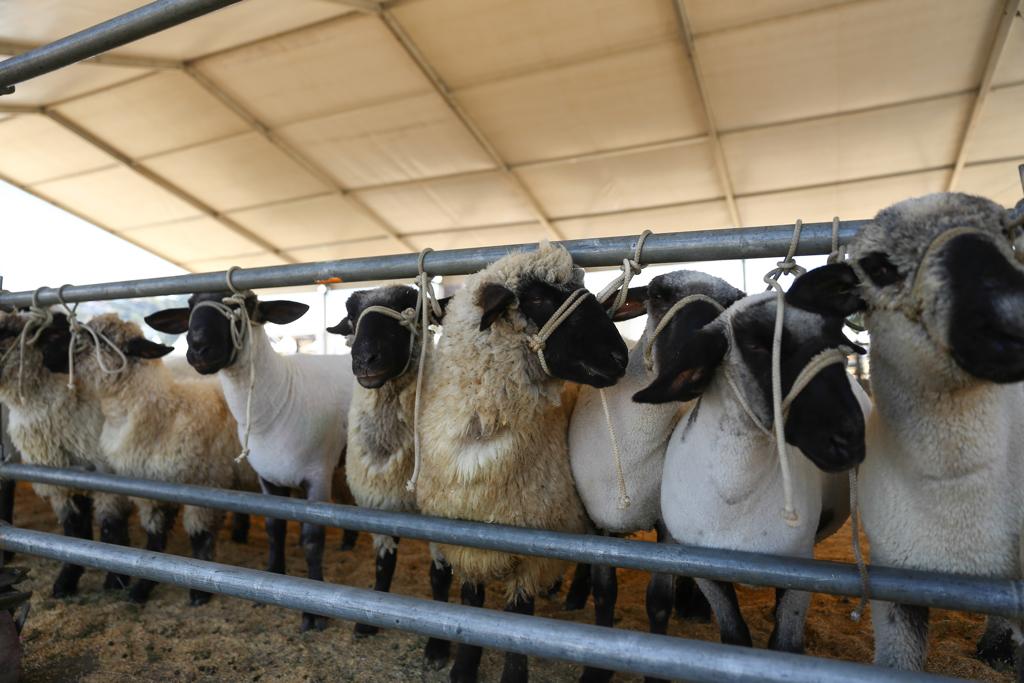 Yare prepara la gran Expoferia Caprina y Ovina en fiestas patronales