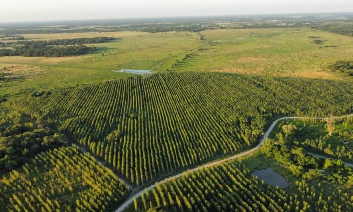 Unitán continúa con su programa de forestación, que a fines de este año alcanzará las 3.000 hectáreas en campos de Chaco y Formosa