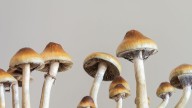Scientists Realize That Magic Mushrooms Are Even Weirder Than We Thought
