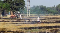 Punjab’s farm fires just doubled. Will Delhi’s air choke again on Monday?