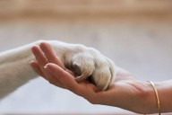 Rescatan a mascotas afectadas por inundaciones en Poza Rica, Veracruz