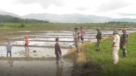 Manipur: Harvest season in Bishnupur to run 6:30 AM