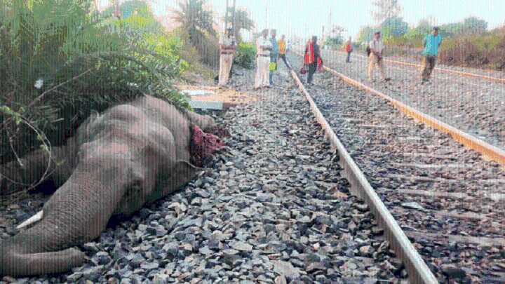 Uttarakhand Wildlife Week: 573 elephant deaths in 25 years; electrocution, road & rail accidents are main culprits