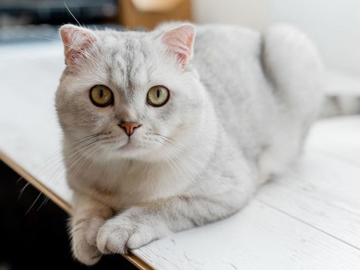 Kerala HC orders SBI to return loan defaulter's pet cat:Bank seized house for non-payment of loan; owner alleges cat remained trapped inside the house