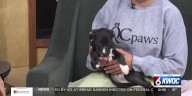 Tuesday’s adoptable pet: Meet Raven