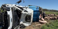 Ruta 7: un camión que transportaba cerdos volcó en Chacabuco y los vecinos se robaron a los animales