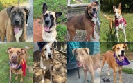 Midlands Pup Shots! October 15