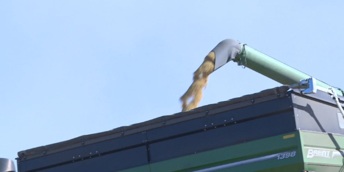Tariff fight, Argentina aid package leave ND soybean farmers reeling at harvest