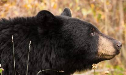 Mother bear put down after being fed by Chilliwack resident, conservation officers say