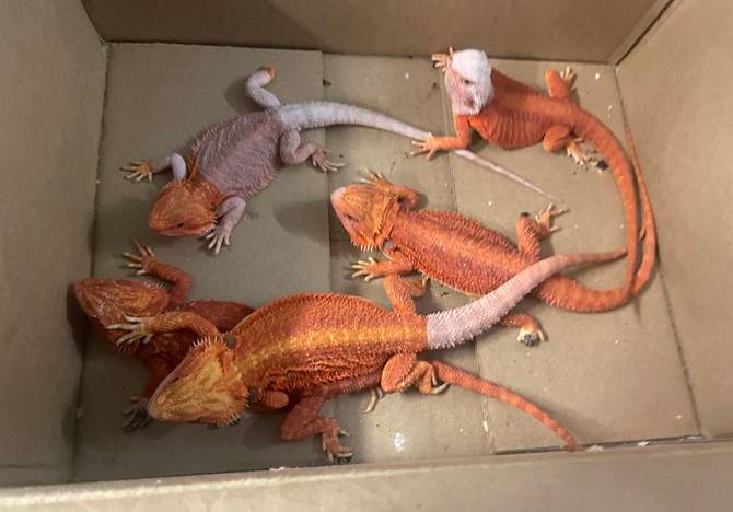 Leapin' lizards! You never know what people are carrying on the T
