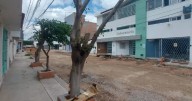En 2025, hasta cinco sanciones por tala de árboles