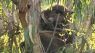 Live bear cam: At least 3 bears spotted in Encino