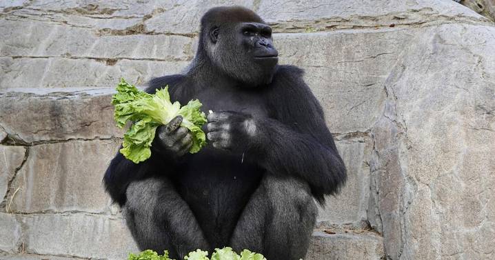 'Terrifying': Charging gorilla breaks enclosure glass at San Diego Zoo