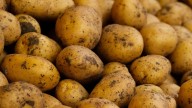 India emerges as key snack supplier in Asia as potato exports rise 450% to $63.3 mn: GTRI
