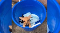 California Shelter Worker Discovers A Blue Bucket, What's Inside Shatters Her Heart