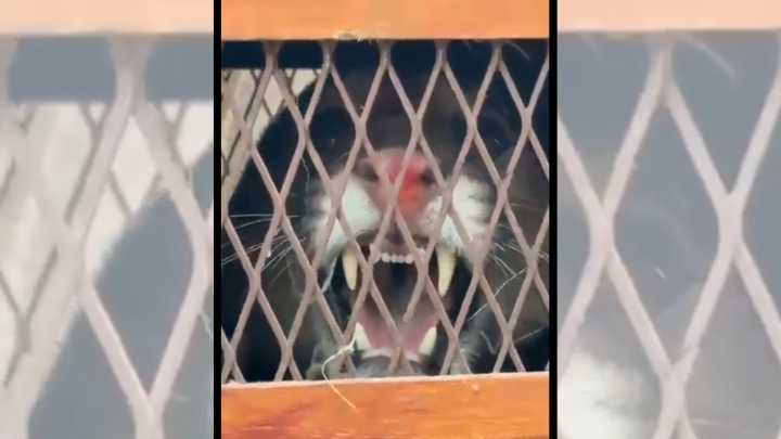 De dónde vino el puma que apareció en Cabaña Leiva: no descartan mascotismo y advierten una "compleja liberación"