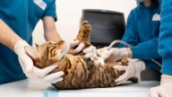 Animalistas advierten que la puesta en marcha de la Ley Esterilizar Salva tiene un retraso de ocho meses