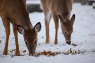 Epizootic hemorrhagic disease found among deer in Grand Forks, B.C.