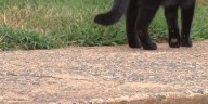 Birmingham City Council seeking feedback from public to improve animal control in the city