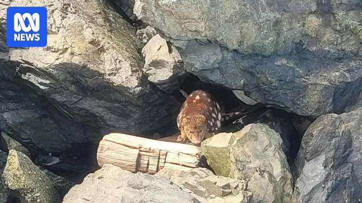 Spotted-tail quoll discovered at Coffs Harbour marina amid rewilding effort