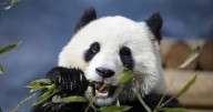Smithsonian museums and National Zoo set to close as shutdown takes its toll