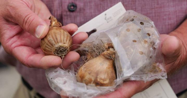 Buried treasure: Here's when and how to plant bulbs for beautiful blooms this spring