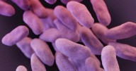 Drug-resistant superbugs' spread surging, World Health Organization warns