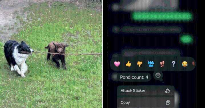 Woman Asks Parents to Watch Her Puppy, Then Gets Hilarious Texts