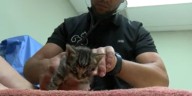 Lakeland Animal Clinic to extend urgent care hours to weekend nights, filling care gap