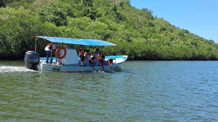 “El Pechocho”: el delfín que decidió quedarse en Topolobampo