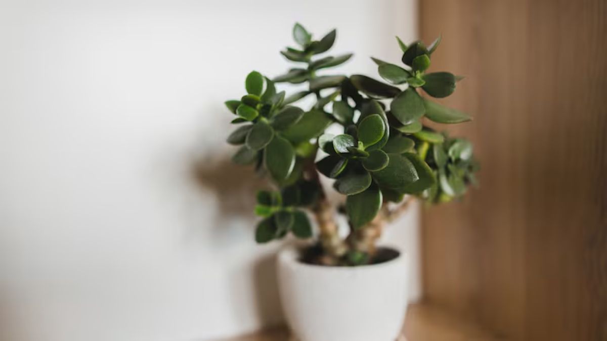 El truco infalible para que tu árbol de jade explote de vida: el secreto está en la cocina