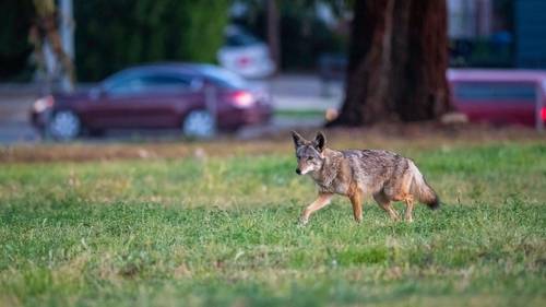 Coyote attack: Animal injures resident working in their yard in Saddle River, NJ
