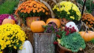 First frost hits Northeast Ohio: Which late-season plants will survive?