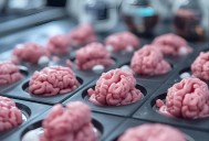 Científicos de Stanford logran crear miles de mini cerebros usando un simple aditivo alimentario común