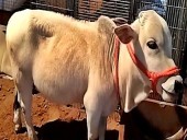 Punganur cow becomes star attraction at Pushkar Fair