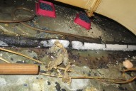Pizza Hut franchise owner fined £39,000 after branch found crawling with rats