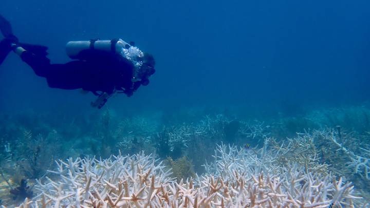 Florida coastal corals declared 'functionally extinct' after record