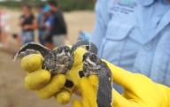 DRNA informa la existencia de 957 nidos de tortugas carey en Isla de Mona