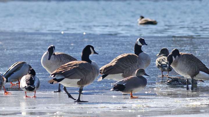 Fall bird migration brings new cases to Minnesota poultry farms