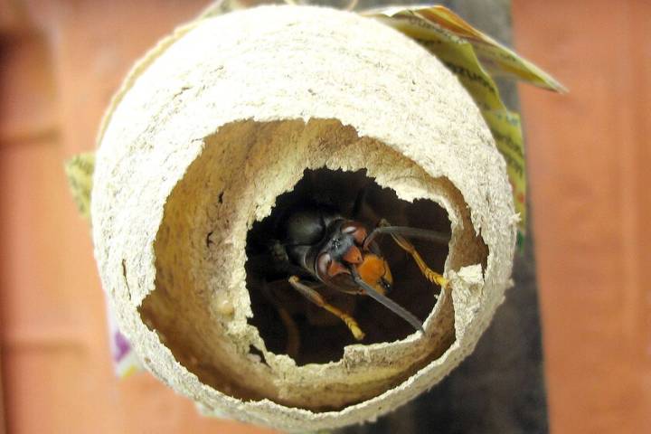 El primer nido de avispones asiáticos de Andalucía tenía más de siete kilos y miles de larvas a punto de salir. No son buenas noticias