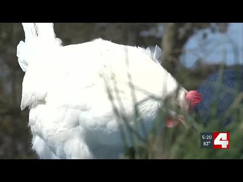 Which comes first the Chicken or the HOA? Well, court knocks down law, impacts could affect backy...