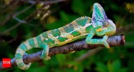 Chameleons: 10 incredible facts about nature’s colour