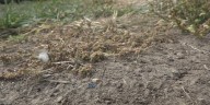 Missouri drought could be more significant, study involving SLU says Midwest ecosystems a concern