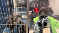 Michigan Shelter Dog Holds Out His Blankie To Strangers, Waiting For One To Say Yes