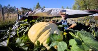 'Keying in on giants': Local grower eyes smashing his own county pumpkin record