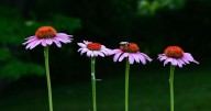 Good 2 Grow: Fall can be the perfect time to add to your garden