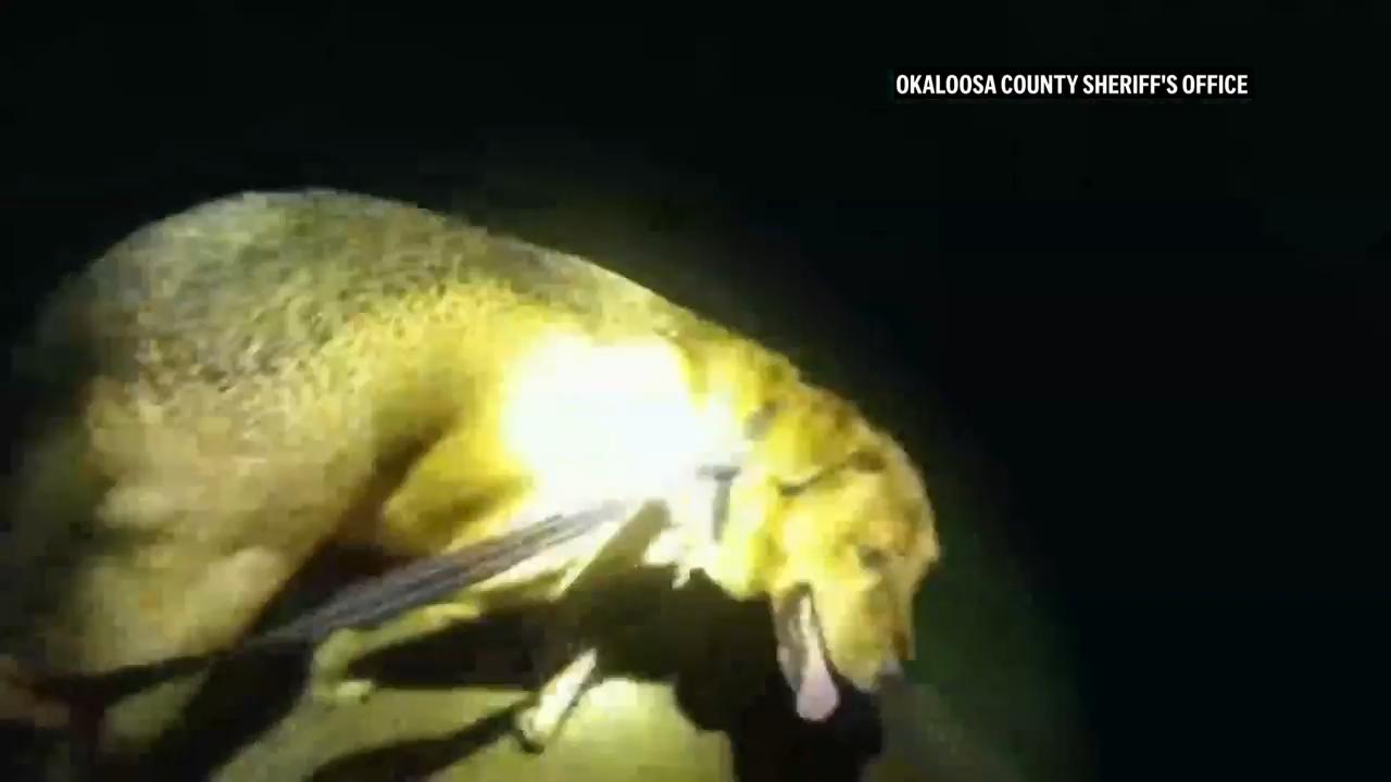 Eeyore the dog leads Florida deputy to missing 86